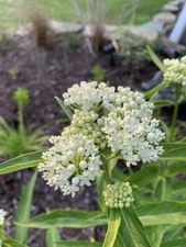 Asclepias Perennis, Ice Ballet Milkweed, White Swamp Milkweed, ~100+ seeds