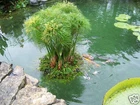 24" Floating Island Pond Planter-plant-koi-water garden-pool-aquatic-fish-flower