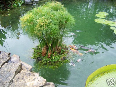 24'' Floating Island Pond Planter-plant-koi-water garden-pool-aquatic-fish-flower