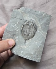 Rare Dalmanites Trilobite Fossil Rochester Shale New York