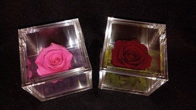  Empress Flora  Preserved Roses in 4'' x 4'' Acrylic Cases Set of 2