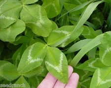 Seed Ranch  Arrowleaf Clover - 1 Lb.