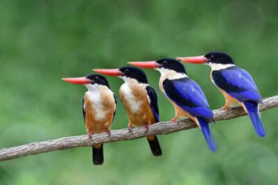 Wandbild: Vogelfamilie, schön blau und schwarz mit leuchtend roten [...]