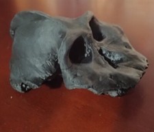 4"Replica Fossil Hominid Black Skull Paranthropus aethiopicus (Australopithecus)