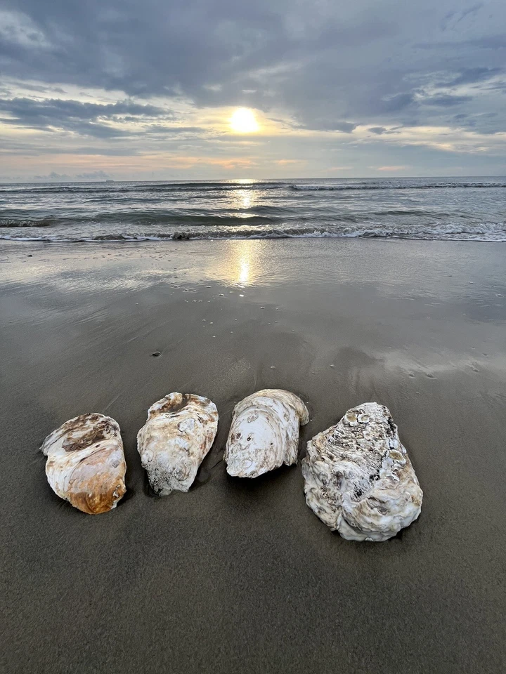 NATURAL OYSTER SHELL - PERFECT FOR CRAFT, DECOR, AQUARIUMS - Image 3 of 3