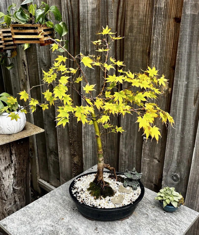 18 YR OLD JAPANESE MAPLE BONSAI TREE IN 12” CERAMIC POT ( SANGU KAKU Variety) - Image 3 of 4