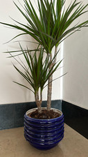 Antico vaso in ceramica -cachepot - fiori /portavaso