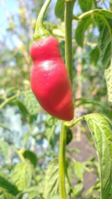 Pasacables De Goma Ghgast, Orificios Eléctricos Variad... | Envío Gratis - Foto 4