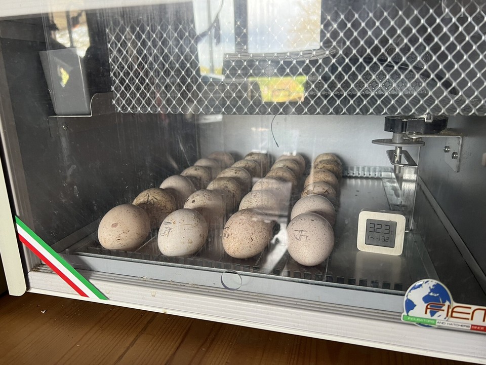 Rare Breed Norfolk black Turkey Hatching Eggs X6 eBay