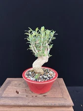 Shohin / Mame Olive Bonsai – Wild Collected from California