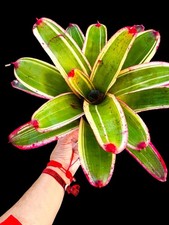 Neoregelia BELLADONNA Young Adult Bromeliad Plant SUN LOVER