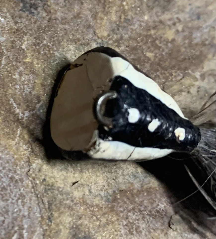 Fly Popper vintage. Blanco y negro. Raro. Buen estado Foto 3 de 4