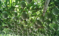 25+  Passion fruit seeds