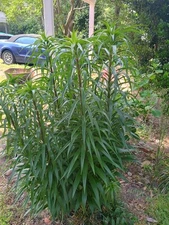 Giant trumpet 🎺 Lily Bulb Between 1-4 In Flower  White Mother Plant 13 Ft Tall.