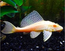 Albino Chocolate Pleco 2 2.5 Live Freshwater Plecostomus Peaceful Algae Eat