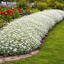 Snow In Summer Seeds UK | 1300 Seeds | Cerastium Tomentosum | Perennial Flowers