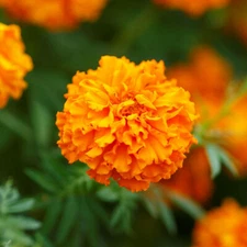 Marigold, African HAWAII Tall ORANGE Double Blooms Beneficial Non-GMO 250 Seeds!
