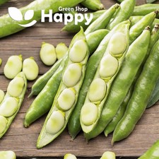 BROAD BEAN WINDSOR - 15 SEEDS - FAVA BEANS VICIA FABA Vegetable seeds