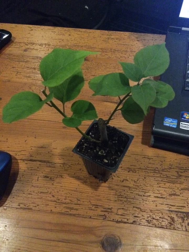 Bougainvillea - 'San Diego Red' - Image 2 of 4
