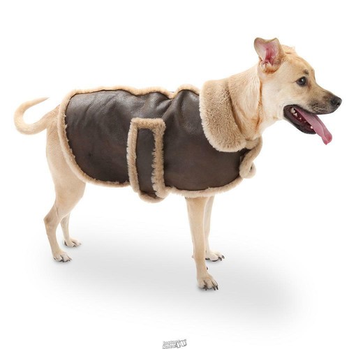 small dog bomber jacket