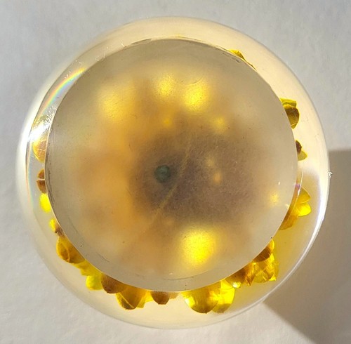 60mm Real Golden Everlasting Daisy in Clear Lucite April Birth Month Flower Gift - Picture 6 of 10