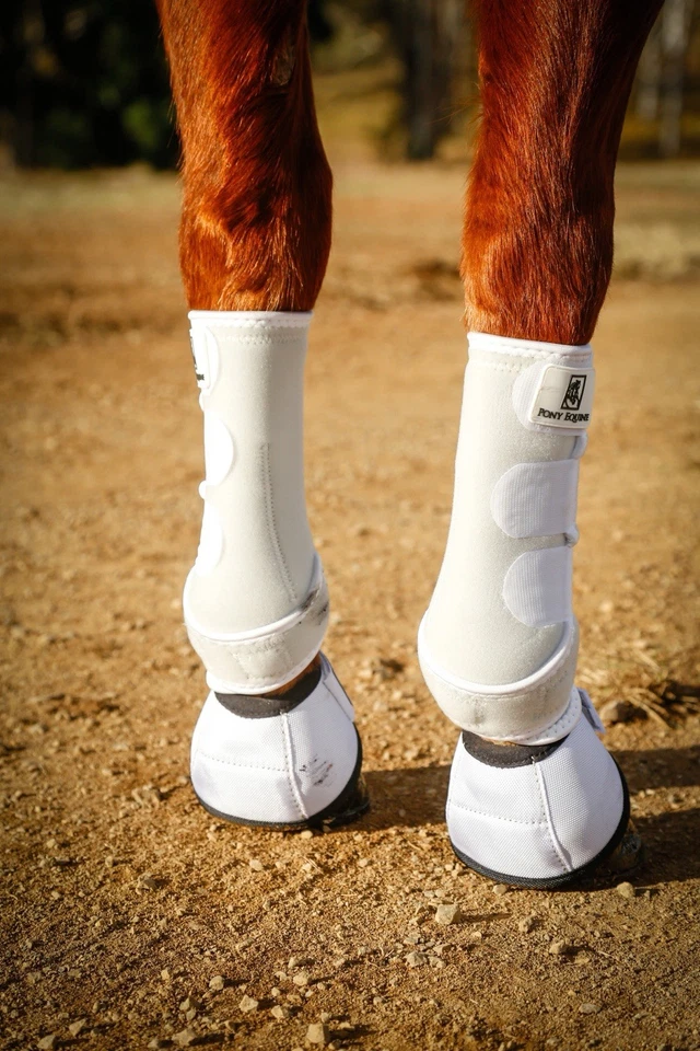 Pony Equine Horse Sports Boots Fronts - Bild 2 von 4