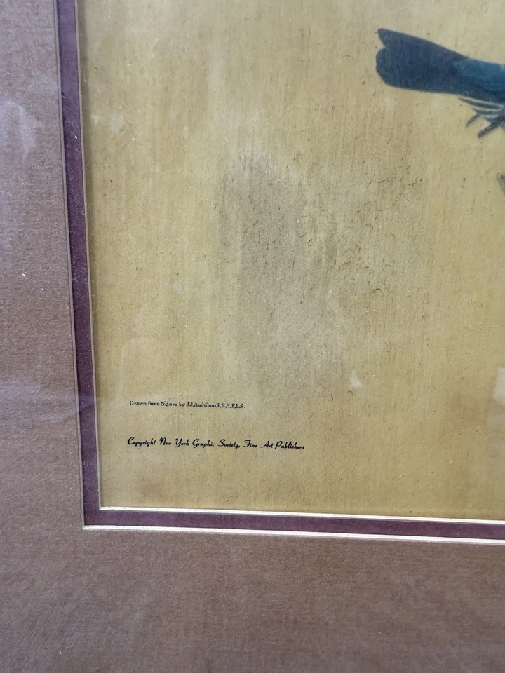 Audubon Blue Grosbeak Vintage Framed Bird Print Plate 119 Dogwood Tree - Image 4 of 4