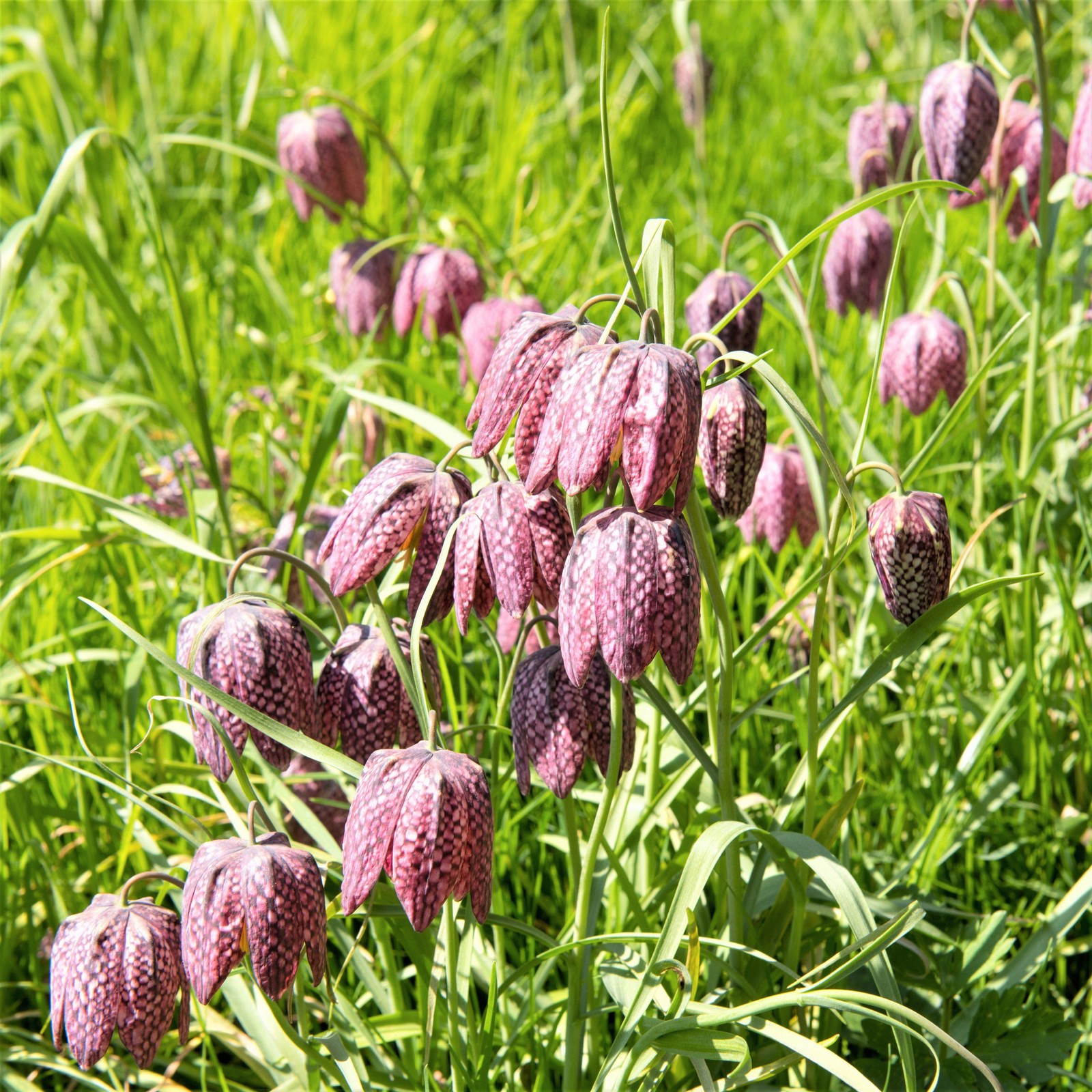 Easy to Grow Fritillaria Checkered Lily Meleagris 25 Plant Bulbs Spring Zone 3-8