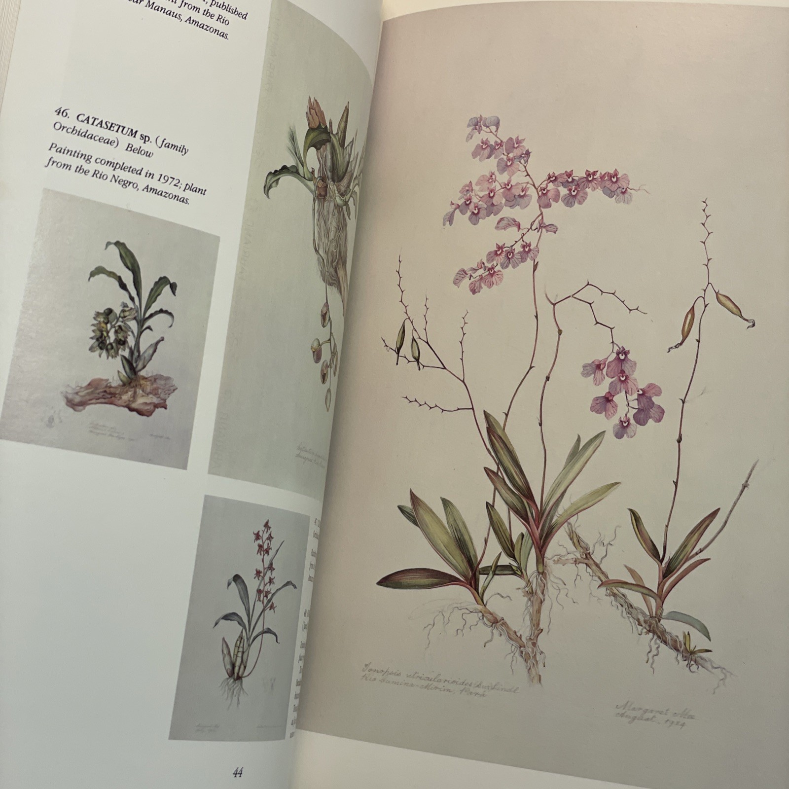 Margaret Mee's Amazon - S.J. Mayo, Royal Botanic Gardens Kew, PB Book, Mee
