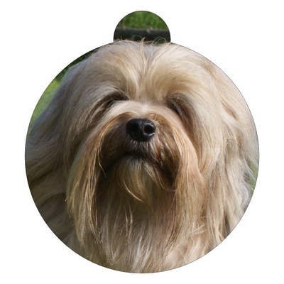 Hund Löwchen