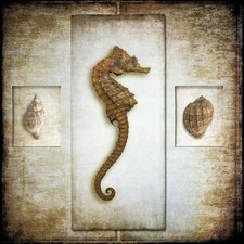 Fine Art Photography, Color print, 12x12, Seahorse