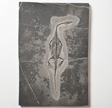 23 cm (9") Keichousaurus fossile rettile triade Guizhou dinosauro nothosauro