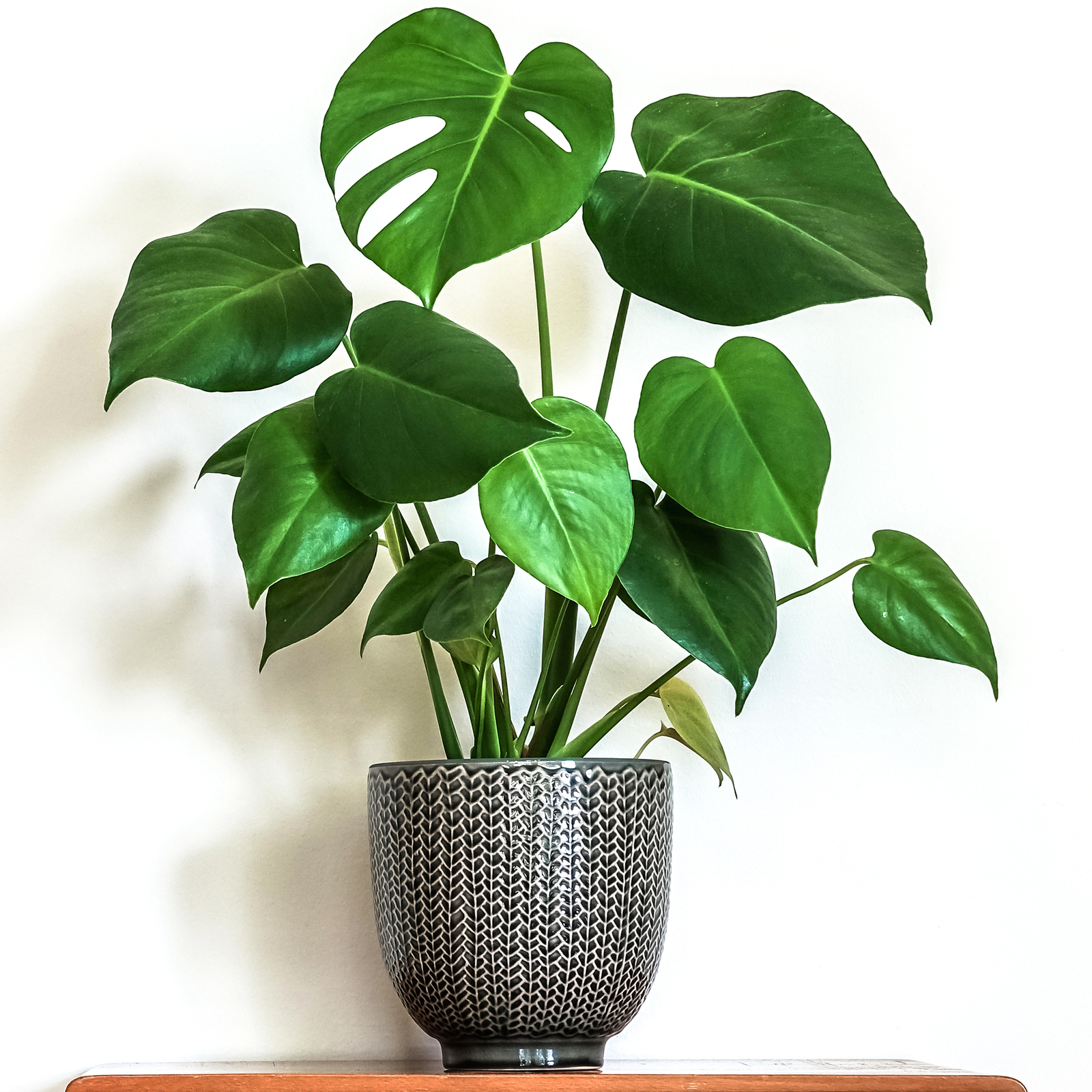 1 x Stunning Monstera Deliciosa 30-40cm Potted Indoor Houseplant