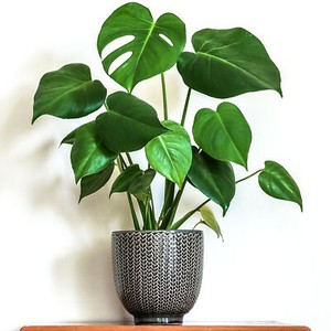 Monstera Deliciosa Aurea | eBay UK