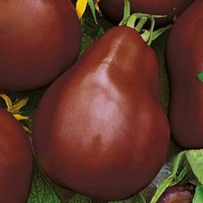 Seeds Tomato Truffle Black Early Vegatable NON-GMO Organic Heirloom Ukraine