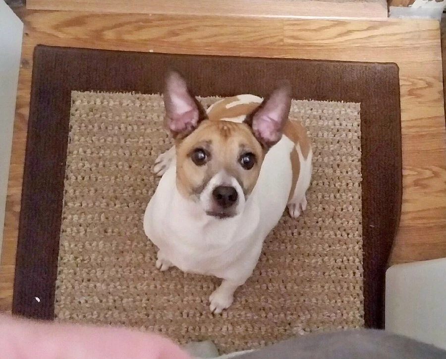 Imp Maserati quattroporte information  brochure hot cars race car dealer specs - Image 4 of 4