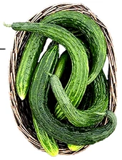Suyo Long Cucumber Seeds 25 Seeds NON-GMO BUY 4 GET FREE SHIPPING!!!!!!!!
