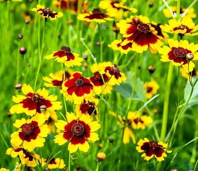 SEEDVILLE USA 1000 PLAINS COREOPSIS (Golden Tickseed) Coreopsis Tinctoria Flower Seeds