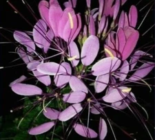 100 Purple Queen Spider Seeds Clome Spinosa Perennial 1188 US Seller Flower Bee