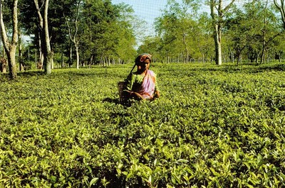 Indien Assam Teeplantage Postkarte (10767)
