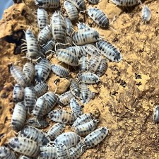 Live Dairy Cow Isopods Porcellio laevis Bioactive Cleanup Crew         