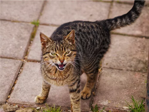 Cute angry cat hissing No.' Sticker