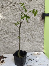 Bonsai-pre bonsai Frêne 