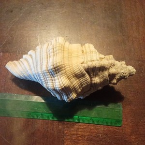 SEASHELL  Cabestana Spengleri 90.51mm Big Size  Excellent GEM from Sydney !!!!