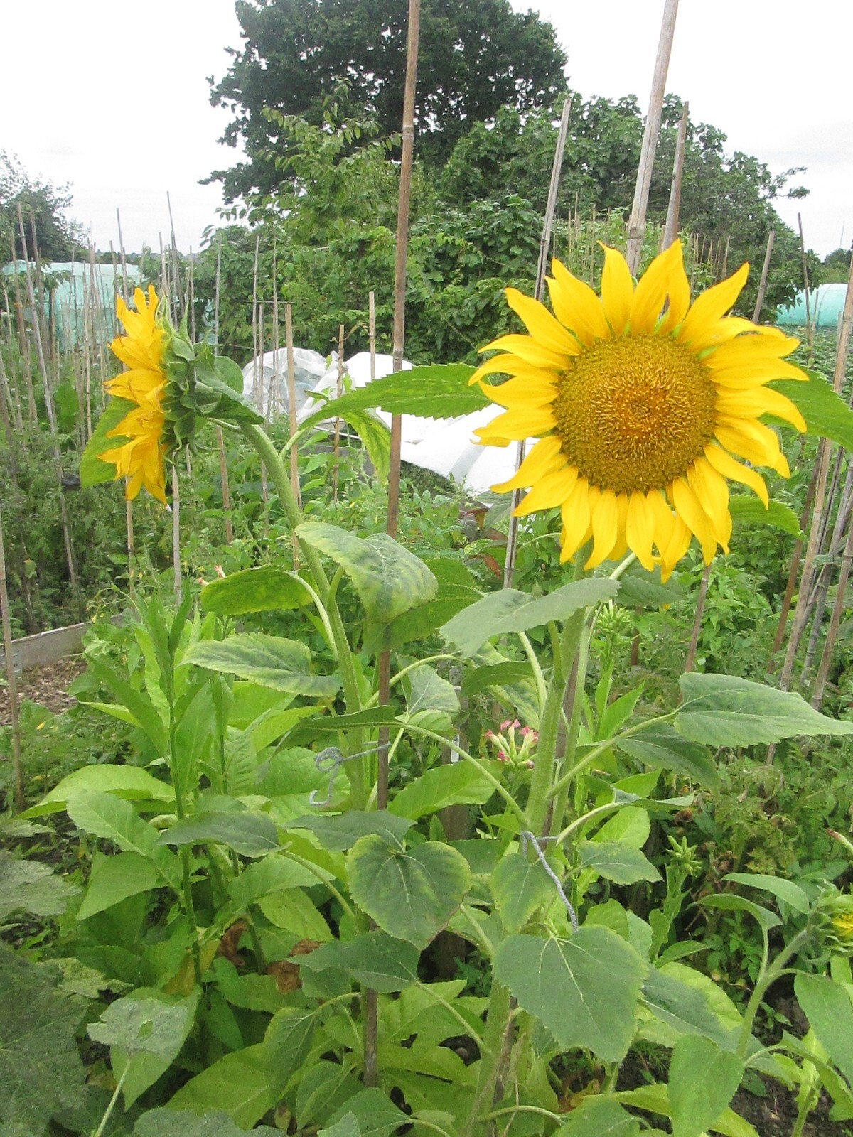 SUNFLOWER RUSSIAN GIANT 25 SEEDS eBay