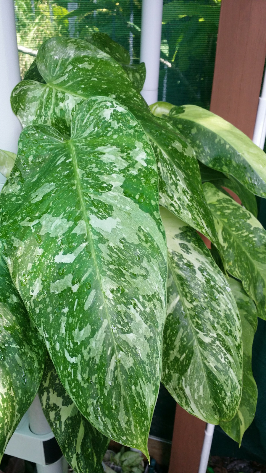 XL PHILODENDRON JOSE BUONO PLANT Variegated Aroid Imbe Variegata