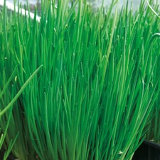 Chive Alando Culinary Herb Hardy Perennial Garden Pot Pollinator 4