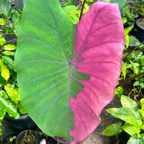 Colocasia Live Bulb Nubdaw Tuber New Hybrid Free Phytosanitary Certificate - Picture 18 of 24