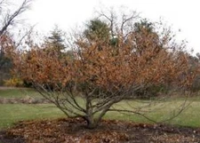 Vernal Witch Hazel {Hamamelis vernalis}Flowering Shrub 15 seeds Free Shipping!