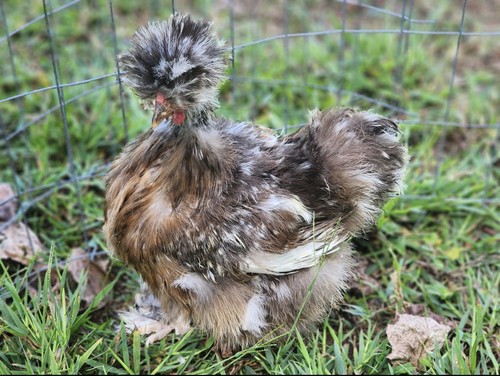 Silkie Hatching Eggs Mille Fleur 6 Calico Millie Showgirl Frizzle NPIP & AI - Picture 13 of 24